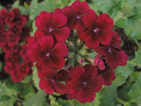 Photo de variété de fleurs à utiliser comme: Pot, patio, Suspension Verbena Tiara Burgundy