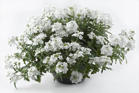 Photo de variété de fleurs à utiliser comme: Pot, patio, Suspension Verbena Tiara White