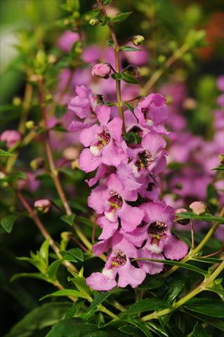 Photo de variété de fleurs à utiliser comme: Pot, Plante à massif, patio, Suspension Angelonia angustifolia Serenita™ Lavender Pink