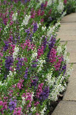 Photo de variété de fleurs à utiliser comme: Pot, Plante à massif, patio, Suspension Angelonia angustifolia Serenita™ Mixture