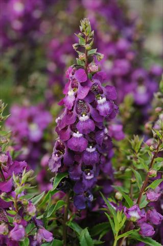 Photo de variété de fleurs à utiliser comme: Pot, Plante à massif, patio, Suspension Angelonia angustifolia Serenita™ Purple