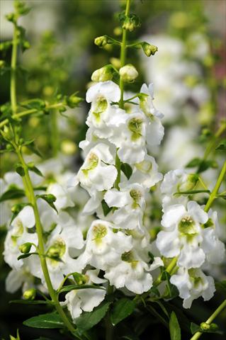 Photo de variété de fleurs à utiliser comme: Pot, Plante à massif, patio, Suspension Angelonia angustifolia Serenita™ White