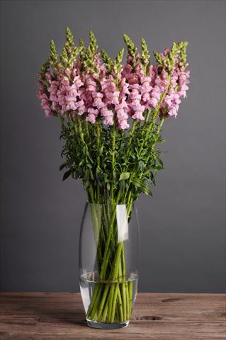 Photo de variété de fleurs à utiliser comme: Pot et Plante à massif Antirrhinum majus Cut Flower Snapdragon Potomac Lavender