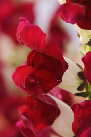 Photo de variété de fleurs à utiliser comme: Pot et Plante à massif Antirrhinum majus Cut Flower Snapdragon Red Delilah