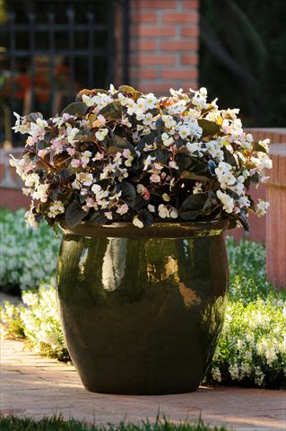 Photo de variété de fleurs à utiliser comme: Pot et Plante à massif Begonia BabyWing™ White Bronze Leaf