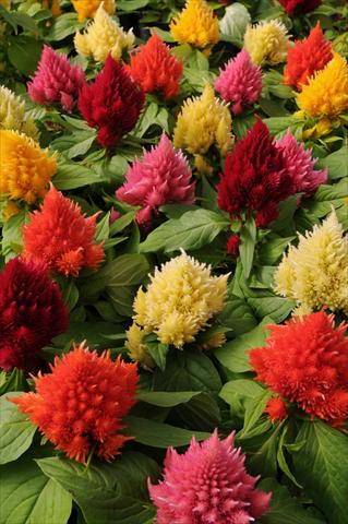 Photo de variété de fleurs à utiliser comme: Pot et Plante à massif Celosia plumosa Icecream Mixture