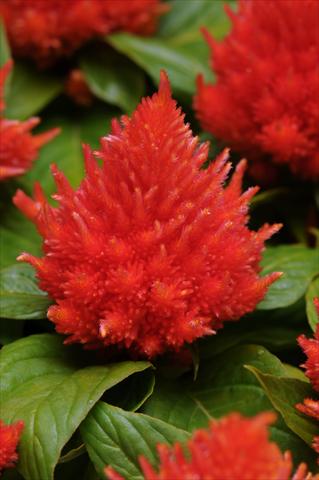 Photo de variété de fleurs à utiliser comme: Pot et Plante à massif Celosia plumosa Icecream Orange