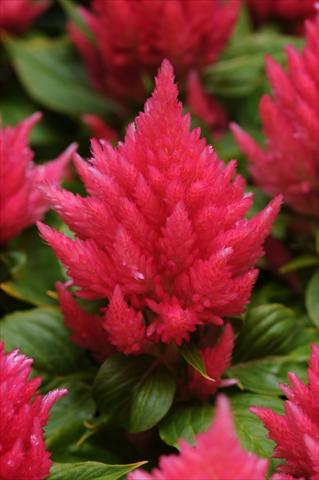 Photo de variété de fleurs à utiliser comme: Pot et Plante à massif Celosia plumosa Icecream Peach