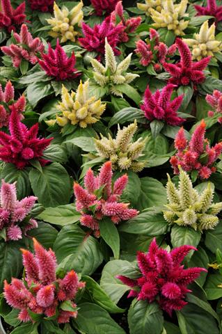 Photo de variété de fleurs à utiliser comme: Pot et Plante à massif Celosia spicata Kosmo Mixture