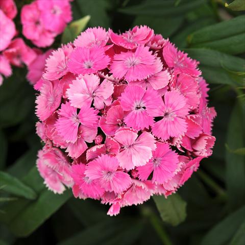 Photo de variété de fleurs à utiliser comme: Pot et Plante à massif Dianthus barbatus Dash Pink