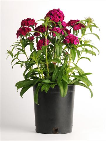 Photo de variété de fleurs à utiliser comme: Pot et Plante à massif Dianthus barbatus Dash Violet