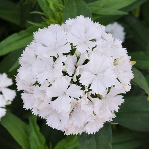 Photo de variété de fleurs à utiliser comme: Pot et Plante à massif Dianthus barbatus Dash White