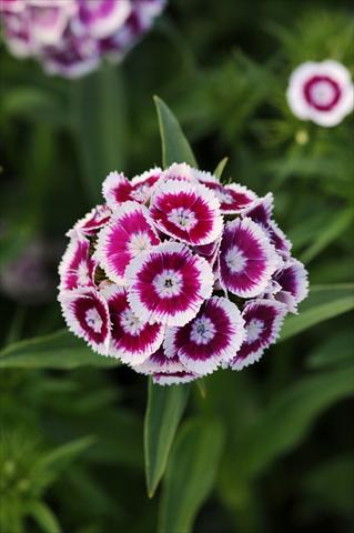 Photo de variété de fleurs à utiliser comme: Pot et Plante à massif Dianthus barbatus Sweet Purple White Bicolor