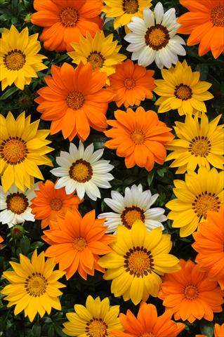Photo de variété de fleurs à utiliser comme: Pot et Plante à massif Gazania rigens New Day F1 Sunny Side Up Mixture