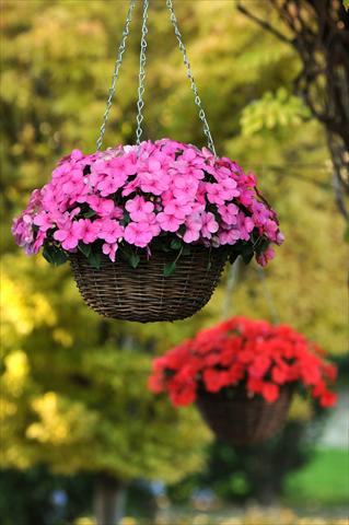 Photo de variété de fleurs à utiliser comme: Pot, Plante à massif, patio, Suspension Impatiens walleriana Super Elfin™ XP Deep Pink
