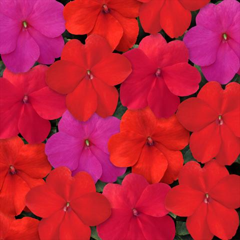 Photo de variété de fleurs à utiliser comme: Pot, Plante à massif, patio, Suspension Impatiens walleriana Super Elfin™ XP Hot Mixture