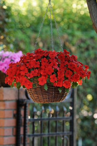 Photo de variété de fleurs à utiliser comme: Pot, Plante à massif, patio, Suspension Impatiens walleriana Super Elfin™ XP Scarlet