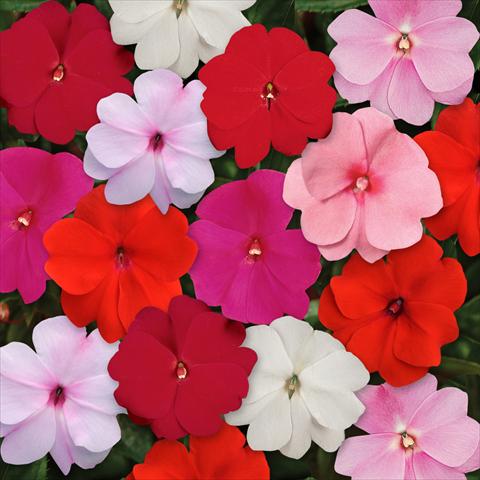 Photo de variété de fleurs à utiliser comme: Pot, Plante à massif, patio, Suspension Impatiens N. Guinea Divine Mixture