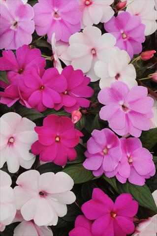 Photo de variété de fleurs à utiliser comme: Pot, Plante à massif, patio, Suspension Impatiens N. Guinea Divine Mystic Mixture