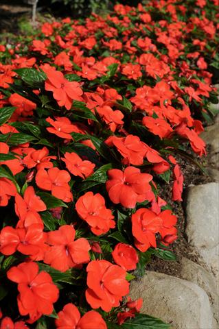 Photo de variété de fleurs à utiliser comme: Pot, Plante à massif, patio, Suspension Impatiens N. Guinea Divine Orange