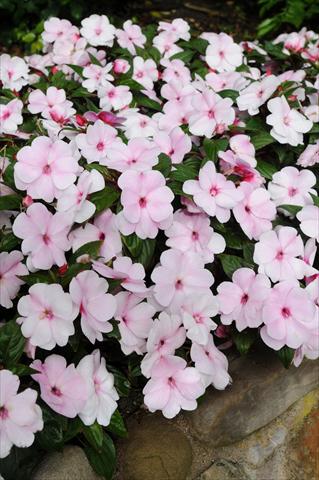 Photo de variété de fleurs à utiliser comme: Pot, Plante à massif, patio, Suspension Impatiens N. Guinea Divine Pink Pearl