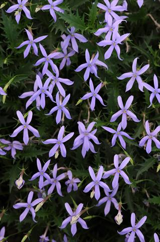 Photo de variété de fleurs à utiliser comme: Pot et Plante à massif Laurentia Gemini Blue