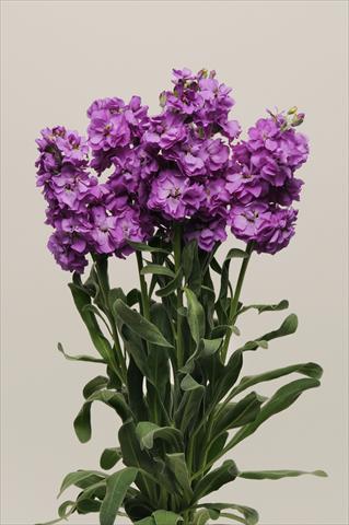 Photo de variété de fleurs à utiliser comme: Pot et Plante à massif Matthiola incana Katz Blue