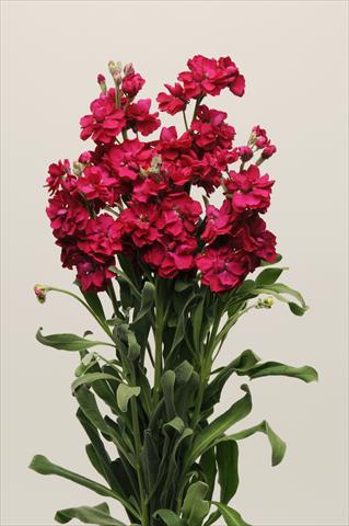 Photo de variété de fleurs à utiliser comme: Pot et Plante à massif Matthiola incana Katz Ruby