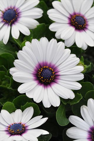 Photo de variété de fleurs à utiliser comme: Pot et Plante à massif Osteospermum ecklonis Akila White with Purple Eye