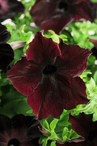 Photo de variété de fleurs à utiliser comme: Pot, patio, Suspension Petunia grandiflora Sophistica Blackberry
