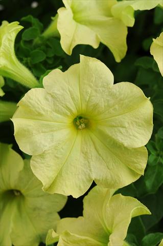 Photo de variété de fleurs à utiliser comme: Pot, patio, Suspension Petunia grandiflora Sophistica Lime Green