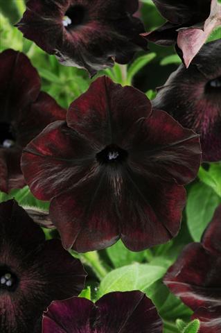 Photo de variété de fleurs à utiliser comme: Pot, patio, Suspension Petunia multiflora Debonair Black Cherry
