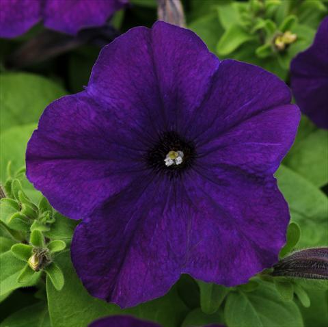 Photo de variété de fleurs à utiliser comme: Pot, patio, Suspension Petunia multiflora Lo Rider Blue