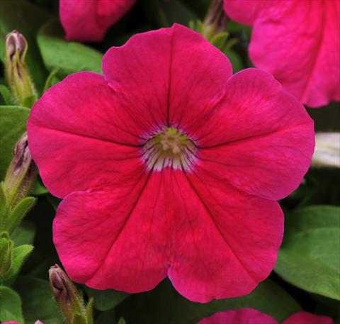 Photo de variété de fleurs à utiliser comme: Pot, patio, Suspension Petunia multiflora Lo Rider Pink