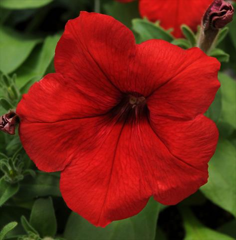 Photo de variété de fleurs à utiliser comme: Pot, patio, Suspension Petunia multiflora Lo Rider Red