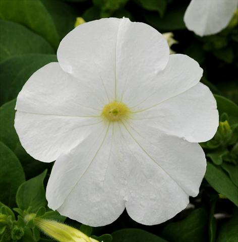 Photo de variété de fleurs à utiliser comme: Pot, patio, Suspension Petunia multiflora Lo Rider White