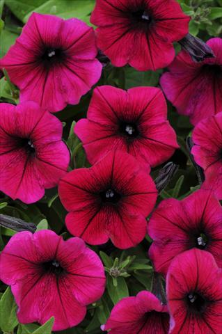 Photo de variété de fleurs à utiliser comme: Pot, patio, Suspension Petunia x hybrida Shock Wave™ Deep Purple