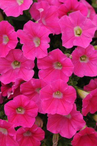 Photo de variété de fleurs à utiliser comme: Pot, patio, Suspension Petunia x hybrida Shock Wave™ Rose