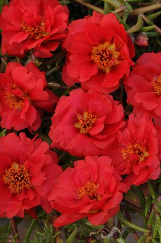 Photo de variété de fleurs à utiliser comme: Pot, Plante à massif, patio, Suspension Portulaca Happy Trails Deep Red