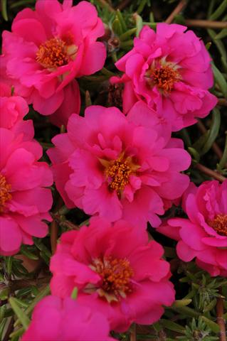 Photo de variété de fleurs à utiliser comme: Pot, Plante à massif, patio, Suspension Portulaca Happy Trails Fuchsia