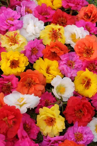 Photo de variété de fleurs à utiliser comme: Pot, Plante à massif, patio, Suspension Portulaca Happy Trails Mixture
