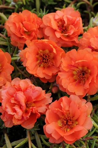 Photo de variété de fleurs à utiliser comme: Pot, Plante à massif, patio, Suspension Portulaca Happy Trails Orange