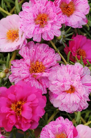 Photo de variété de fleurs à utiliser comme: Pot, Plante à massif, patio, Suspension Portulaca Happy Trails Peppermint