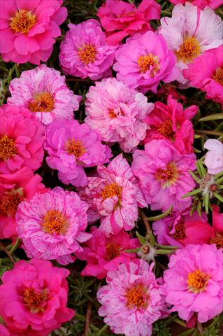 Photo de variété de fleurs à utiliser comme: Pot, Plante à massif, patio, Suspension Portulaca Happy Trails Pink Passion Mixture