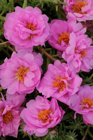 Photo de variété de fleurs à utiliser comme: Pot, Plante à massif, patio, Suspension Portulaca Happy Trails Pink