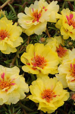 Photo de variété de fleurs à utiliser comme: Pot, Plante à massif, patio, Suspension Portulaca Happy Trails Primrose