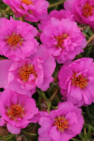 Photo de variété de fleurs à utiliser comme: Pot, Plante à massif, patio, Suspension Portulaca Happy Trails Rosita