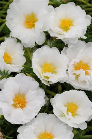 Photo de variété de fleurs à utiliser comme: Pot, Plante à massif, patio, Suspension Portulaca Happy Trails White