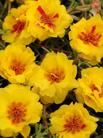 Photo de variété de fleurs à utiliser comme: Pot, Plante à massif, patio, Suspension Portulaca Happy Trails Yellow