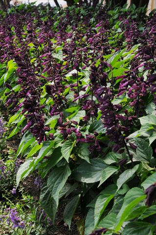 Photo de variété de fleurs à utiliser comme: Pot et Plante à massif Salvia splendens Lighthouse Collection Purple